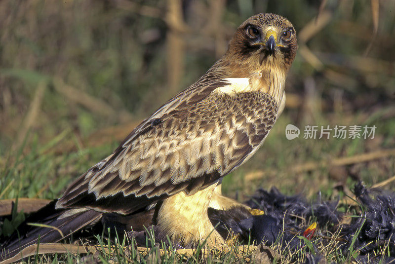 启动鹰(Hieraaetus pennatus)